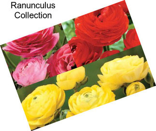 Ranunculus Collection