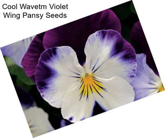 Cool Wavetm Violet Wing Pansy Seeds