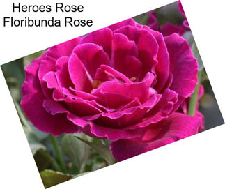 Heroes Rose Floribunda Rose