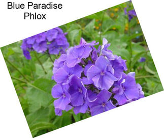 Blue Paradise Phlox