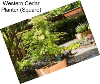 Western Cedar Planter (Square)