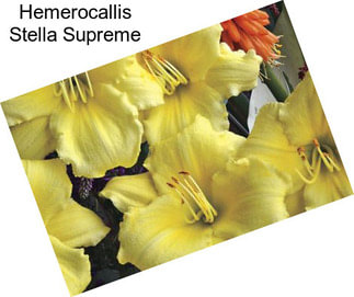 Hemerocallis Stella Supreme