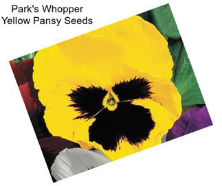 Park\'s Whopper Yellow Pansy Seeds