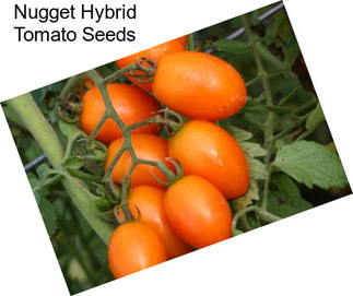 Nugget Hybrid Tomato Seeds