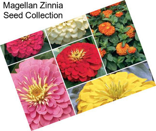 Magellan Zinnia Seed Collection