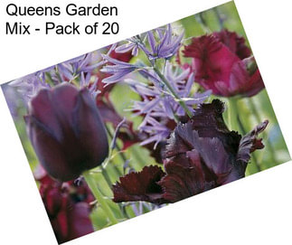 Queens Garden Mix - Pack of 20