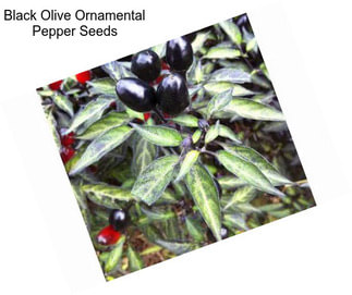 Black Olive Ornamental Pepper Seeds