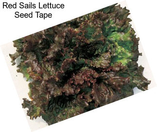 Red Sails Lettuce Seed Tape