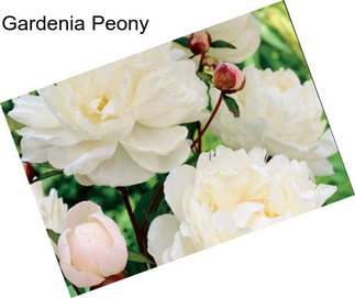Gardenia Peony