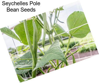 Seychelles Pole Bean Seeds