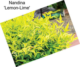 Nandina \'Lemon-Lime\'