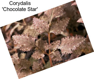 Corydalis \'Chocolate Star\'