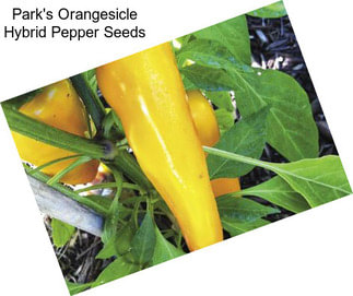 Park\'s Orangesicle Hybrid Pepper Seeds