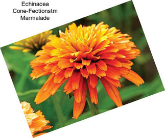 Echinacea Cone-Fectionstm Marmalade
