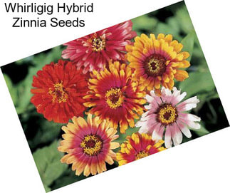 Whirligig Hybrid Zinnia Seeds