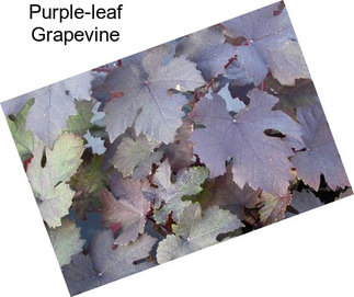 Purple-leaf Grapevine