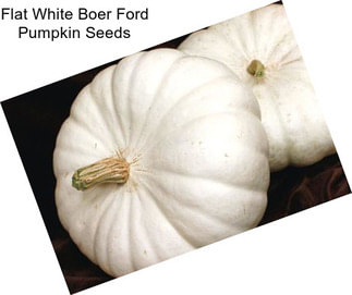 Flat White Boer Ford Pumpkin Seeds