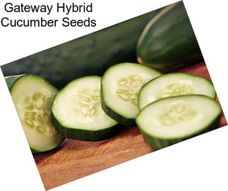 Gateway Hybrid Cucumber Seeds