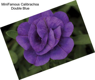 MiniFamous Calibrachoa Double Blue