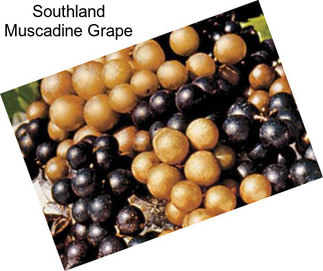 Southland Muscadine Grape