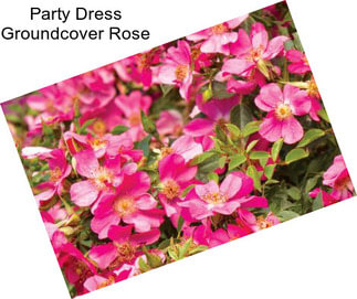 Party Dress Groundcover Rose