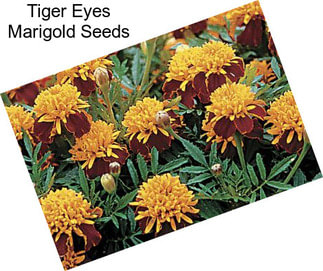 Tiger Eyes Marigold Seeds