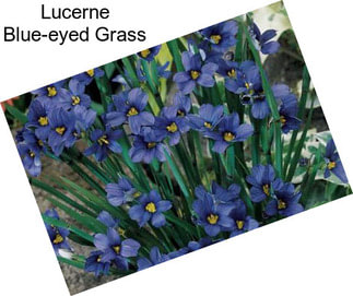 Lucerne Blue-eyed Grass