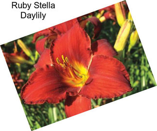 Ruby Stella Daylily