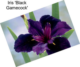 Iris \'Black Gamecock\'