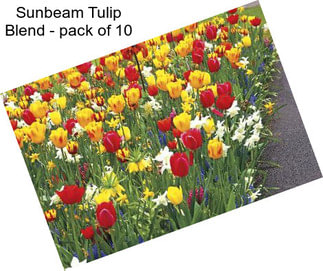 Sunbeam Tulip Blend - pack of 10