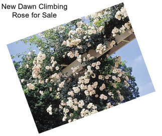 New Dawn Climbing Rose for Sale