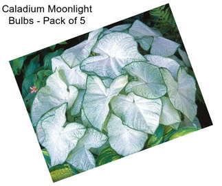 Caladium Moonlight Bulbs - Pack of 5