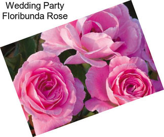 Wedding Party Floribunda Rose