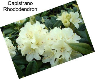 Capistrano Rhododendron