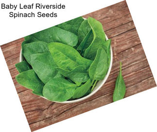 Baby Leaf Riverside Spinach Seeds