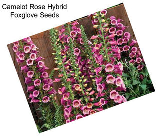 Camelot Rose Hybrid Foxglove Seeds