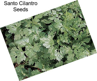 Santo Cilantro Seeds