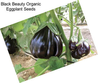 Black Beauty Organic Eggplant Seeds