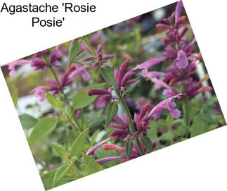 Agastache \'Rosie Posie\'