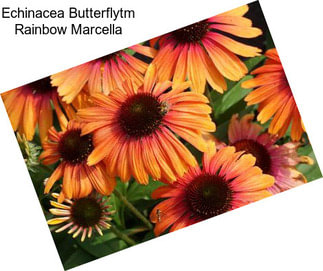 Echinacea Butterflytm Rainbow Marcella