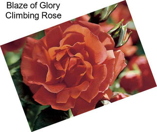Blaze of Glory Climbing Rose