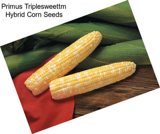 Primus Triplesweettm Hybrid Corn Seeds