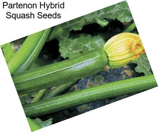 Partenon Hybrid Squash Seeds