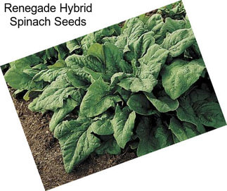 Renegade Hybrid Spinach Seeds