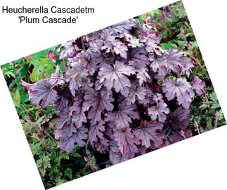 Heucherella Cascadetm \'Plum Cascade\'