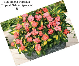 SunPatiens Vigorous Tropical Salmon (pack of 3)