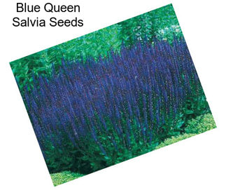 Blue Queen Salvia Seeds