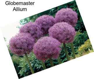 Globemaster Allium