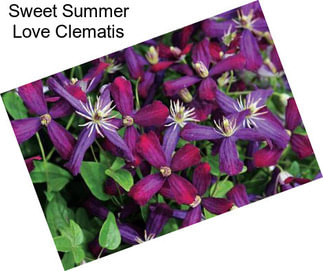 Sweet Summer Love Clematis