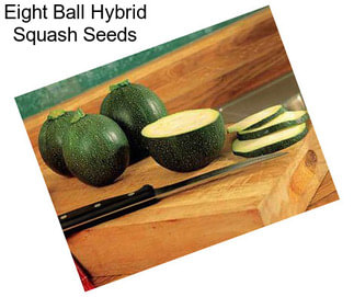 Eight Ball Hybrid Squash Seeds